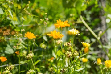 Marigolds flowers blooming, Calendula officinalis