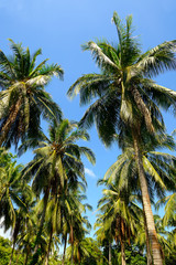 Fototapeta na wymiar Coconut tree in Thailand