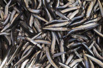 Close up of fresh sardines fish