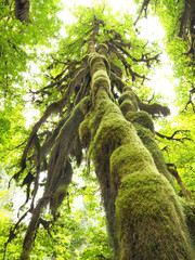 Moss Covered Trunk of a Big Leaf Maple Tree, Olympic National Park © sdbower
