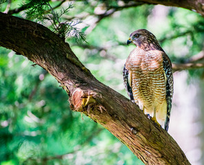 Hawk Hunting