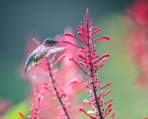 Hummingbird Flowers