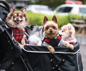 New trend in japan young couples adopt pet dogs and travel in baby carriage