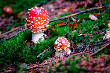 Amanita Muscaria, poisonous mushroom in the natural forest background
