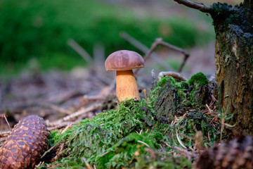 Little boletus on green moss in forest after rain