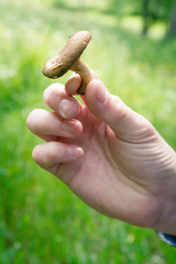 Brown mushroom in the male hand in the summer