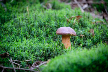 Little boletus on green moss in forest after rain