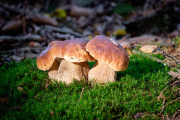 Boletus mushrooms on moss in the forest