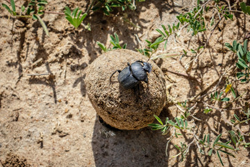 Ball of excrement rolled by a male dung beetle on the sand ground in the Murchison Falls National Park, Uganda in Africa. The female dung beetle is sitting on top and is enjoying the ride
