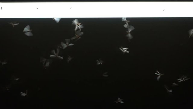 Insect flying around light bulb