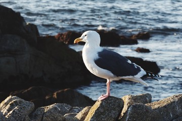 Seagull Monterey California 