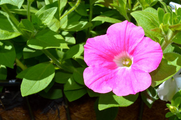 Vibrant Pink Blooming Petunia Flower