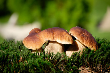 Boletus mushrooms on moss in the forest