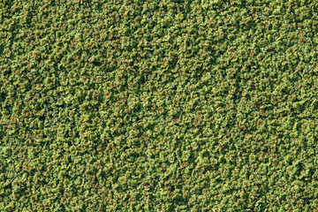 Pond with algal scum, aquatic plant background 2