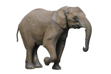 Fototapeta na wymiar Big gray elephant isolated on white background