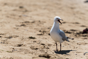 Fototapeta premium schimpfende Möwe