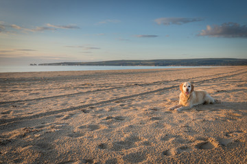 Fototapeta na wymiar dog on beach alone enjoying morning walk