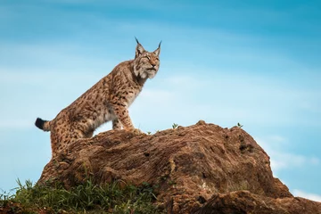  Lynx klom op een steen en keek naar de horizon © Rojo