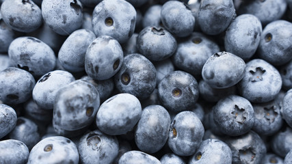 Closeup panning shot of fresh bilberry or blueberries,