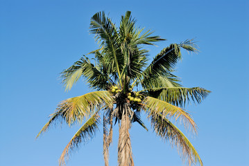 coconut tree on blue sky