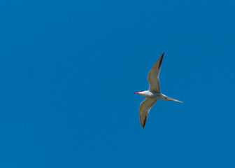 A flying common tern in front of blue sky