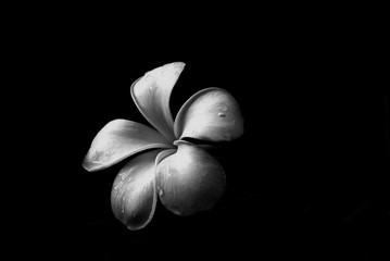 black and white frangipani flower