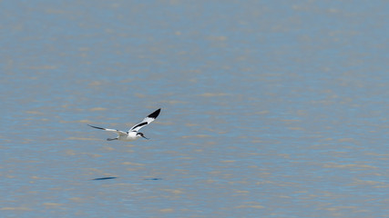 A pied avocet (Recurvirostra avosetta) flying above water