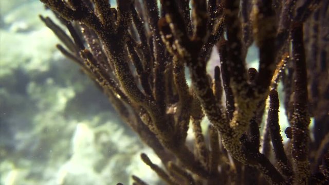 closeup coral branch underwater