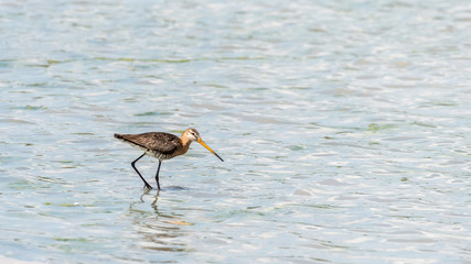 A black-tailed godwit wading in a pond
