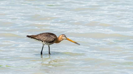 A black-tailed godwit wading in a pond