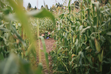 Fototapeta na wymiar Little boy with beagle in the cornfield
