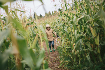 Little boys with beagle in the cornfield