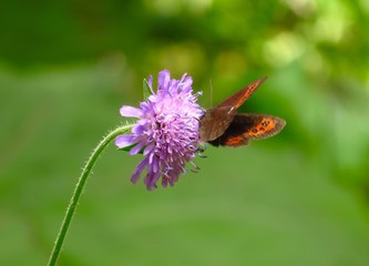 PApillon sur fleur