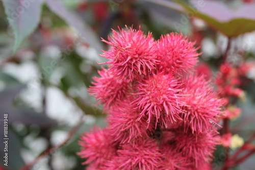 Spiky Bright Pink Flowers In Macro Stock Photo And Royalty Free Spiky Bright Pink Flowers In Macro
