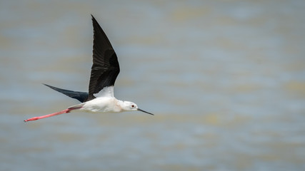 A black-winged stilt (Himantopus himantopus) flying above water