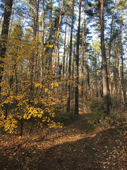 yellow leaves in the autumn forest