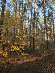 yellow leaves in the autumn forest