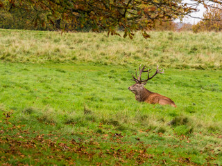 Male stag deer resting during the rutting season at Tatton Park, Knutsford, Cheshire, UK