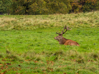 Male stag deer resting during the rutting season at Tatton Park, Knutsford, Cheshire, UK