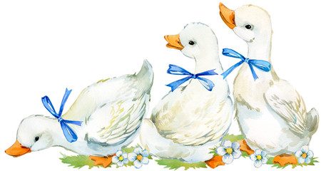 watercolor illustration of cute domestic duck, farm bird
