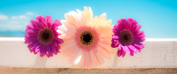 Three pink gerbera daisy flowers. The image is isolated. White background.