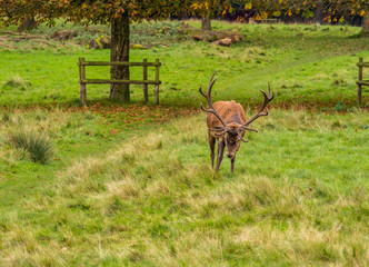 Obraz na płótnie Canvas Male stag deer resting during the rutting season at Tatton Park, Knutsford, Cheshire, UK