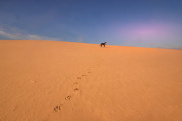 Fototapeta na wymiar Pas de chien sur une dune du Sahara