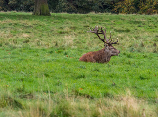 Naklejka na ściany i meble Male stag deer resting during the rutting season at Tatton Park, Knutsford, Cheshire, UK