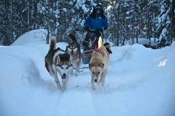Pack of haski sibiry dogs sledding on the cold uce in the winderland of lapland Finland