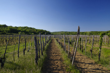 Fototapeta na wymiar The view of vineyards of Vrbnik, Krk island, Croatia