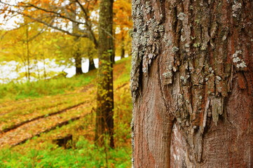 Obraz premium trunk of an oak tree on a background of a golden autumn