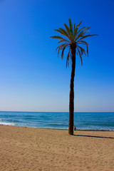 Palm tree. Palm tree in the beach. Costa del Sol, Andalusia, Spain.