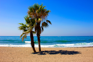 Palm tree. Palm tree in the beach. Costa del Sol, Andalusia, Spain.