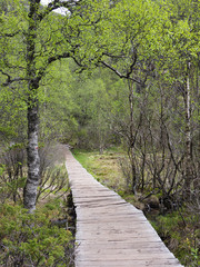 Boardwalk Trail to Pulpit Rock Near Tau, Norway